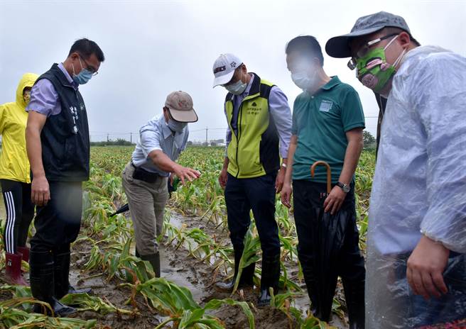 農委會主委陳吉仲今9日在嘉義縣長翁章梁、立委蔡易餘等人陪同下，先到六腳鄉看食用玉米受災情況。（呂妍庭攝）