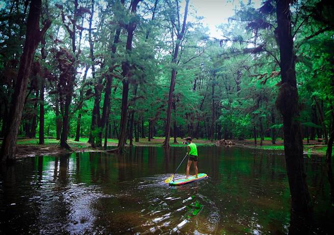 渔光岛防风林因雨泡水，摄影师意外发现成了台南版水漾森林。（程毅然提供／程炳璋台南传真）