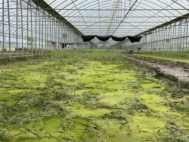 温室空心菜园经过豪雨肆虐，不只菜都烂掉，土壤也受到影响。（嘉义县政府提供∕吕妍庭嘉义传真）
