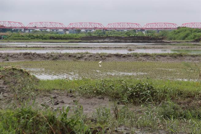 連日豪雨也將濁水溪附近的農田沖毀，幾乎快看不出原本是農田。（吳建輝攝）