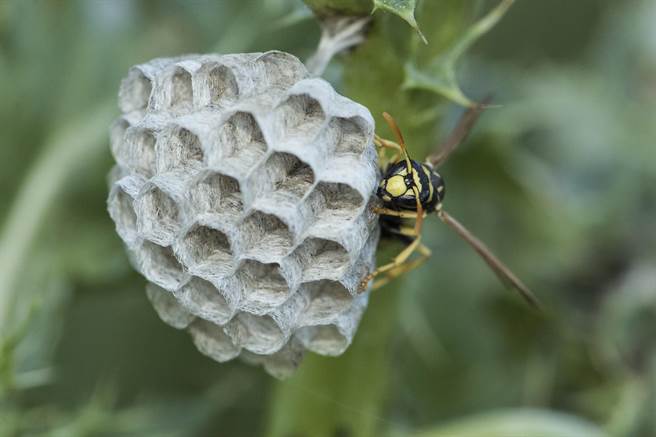 桃园泰籍移工遭虎头蜂螫 多重器官衰竭急救不治。（示意图/达志影像）