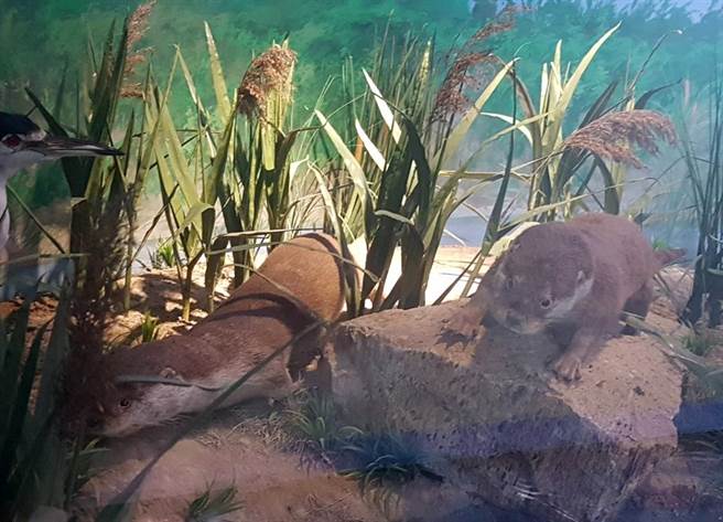 金门是台湾地区唯一有欧亚水獭出没的地方，但在栖地遭干扰破坏下，估计仅存200只左右。（金大提供）