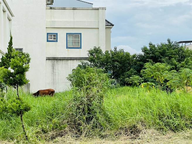 伸港乡大同二街与中兴八街交叉口处，一处长满杂草的空地上，近日被人放养两头黄牛，形成都市奇景，夜晚牛只低鸣和住户狗儿吠叫，让整排11户住户夜不能眠，十分困扰。（赖清美提供／谢琼云彰化传真）