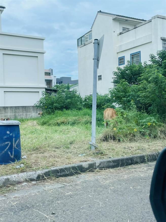 伸港乡大同二街与中兴八街交叉口处，一处长满杂草的空地上，近日被人放养两头黄牛，形成都市奇景，夜晚牛只低鸣和住户狗儿吠叫，让整排11户住户夜不能眠，十分困扰。（赖清美提供／谢琼云彰化传真）