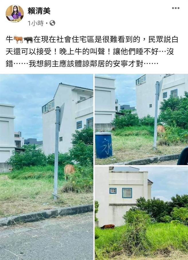 伸港乡大同二街与中兴八街交叉口处，一处长满杂草的空地上，近日被人放养两头黄牛，形成都市奇景，夜晚牛只低鸣和住户狗儿吠叫，让整排11户住户夜不能眠，十分困扰。（赖清美提供／谢琼云彰化传真）