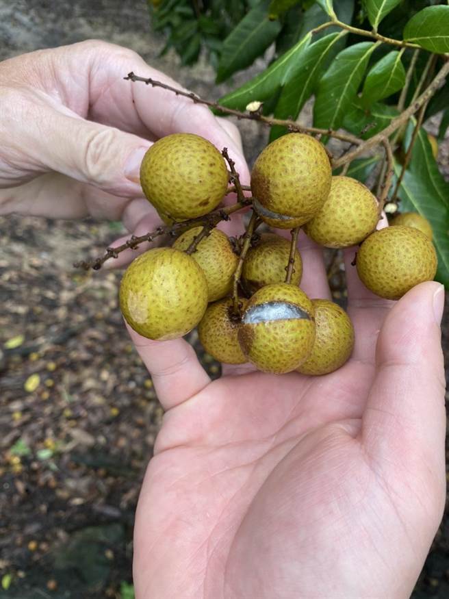 受連日豪大雨影響，龍眼吸收過多雨水，導致外殼破裂。（李宗翰議員服務處提供／張毓翎台南傳真）