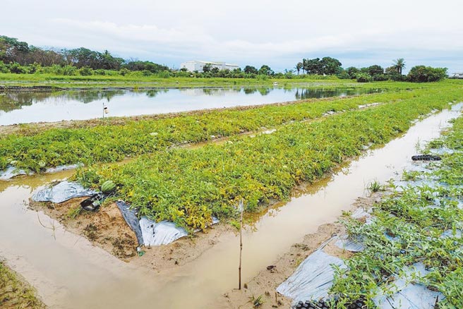 台南近日的豪大雨造成多处农田淹水，不少西瓜浸在水中，依中央气象局资料，短期内还有降雨机会，预料农损将再增加。（台南市农业局提供）