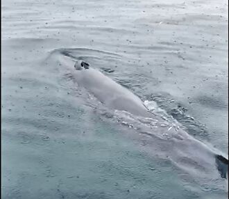 八斗子海域現驚喜 首見熱帶鬚鯨優游