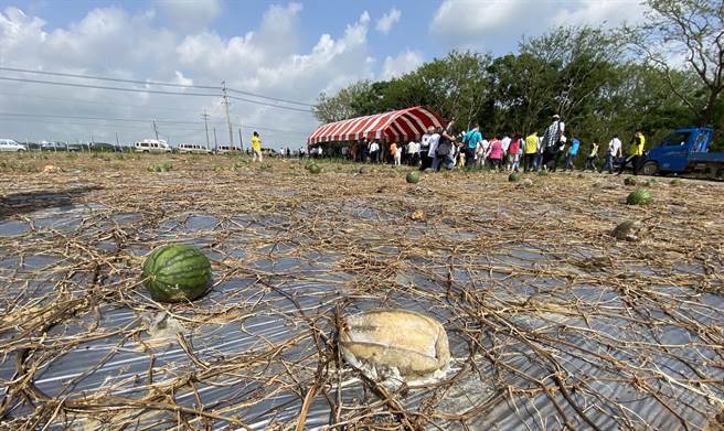 豪雨造成归仁沙崙西瓜宣告泡汤。(曹婷婷摄)
