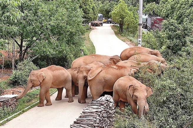 迁徙的亚洲野象一度成为新晋网红。（文匯网）