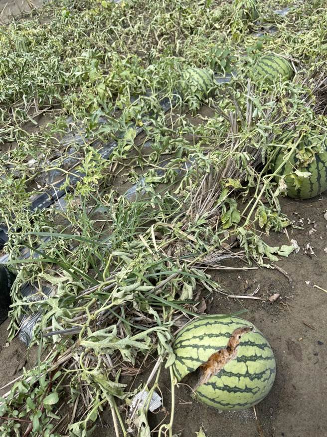 台中市灾损金额约500多万，受灾面积65公顷，以大肚龙井西瓜最多，约33公顷。（台中市府提供／卢金足台中传真）