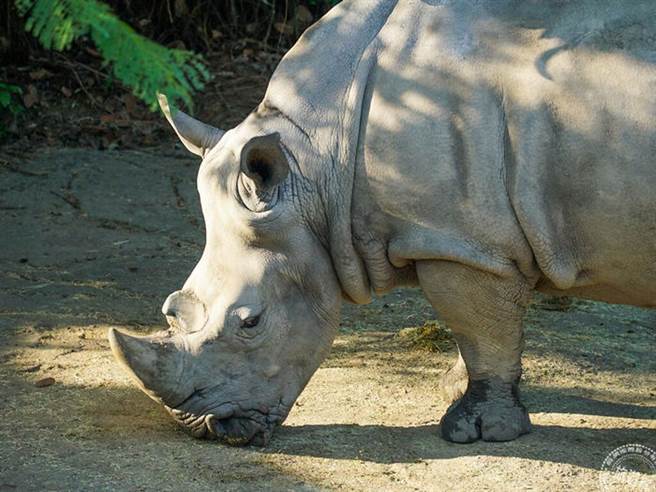 台北动物园唯妙唯肖犀牛雕塑 除了打卡还是保育意义。台北动物园提供