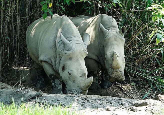 台北动物园唯妙唯肖犀牛雕塑 除了打卡还是保育意义。台北动物园提供