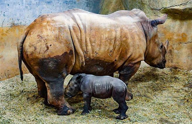 台北动物园唯妙唯肖犀牛雕塑 除了打卡还是保育意义。台北动物园提供