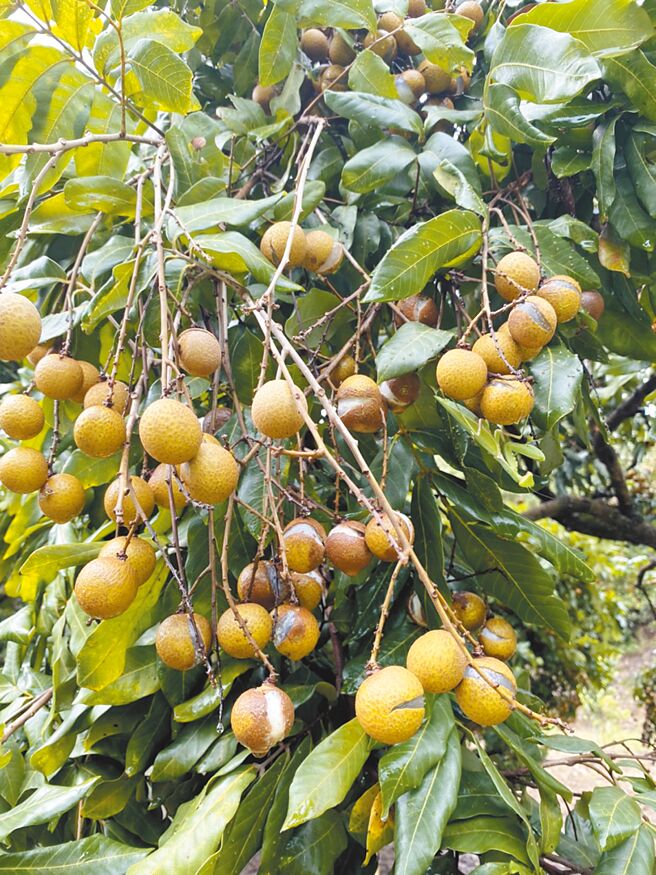 受连日豪大雨影响，龙眼吸收过多雨水，导致外壳破裂。（李宗翰议员服务处提供／张毓翎台南传真）