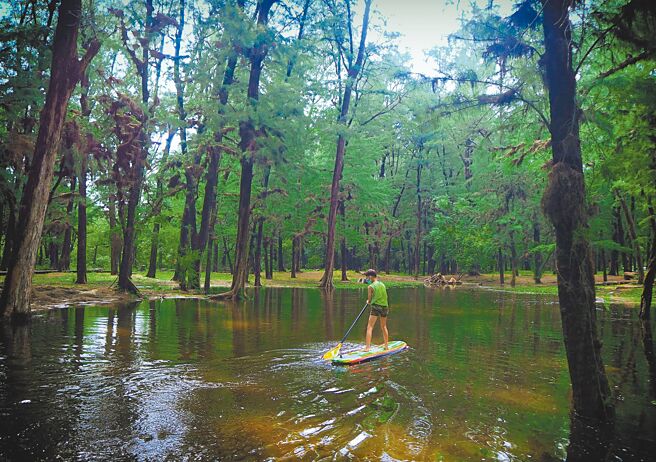 渔光岛防风林因连日降雨积水，意外成了摄影师镜头里的台南版水漾森林。（程毅然提供／程炳璋台南传真）