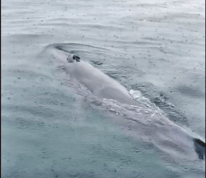 基隆八斗子海域罕见出现热带鬚鲸踪影，体长约3米。（国立海洋科技博物馆提供／陈彩玲基隆传真）