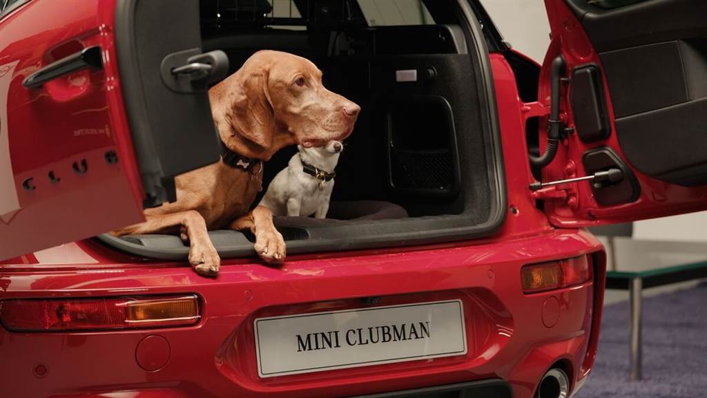 第一個狗狗友善品牌 MINI與英國慈善機構合作（圖/CarStuff）