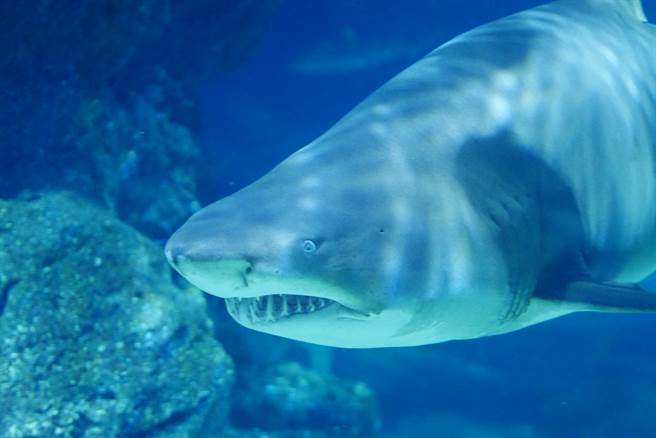 澳洲一名男子骑水上摩托车观察公牛鲨，却没有抓好距离激怒了鲨鱼，下秒就惨遭牠猛烈攻击。(示意图/达志影像)