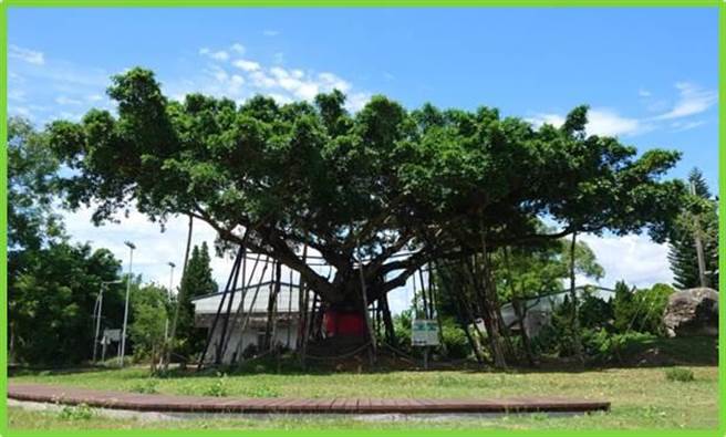花蓮縣月眉國小空中之樹。（福田樹木保育基金會提供）