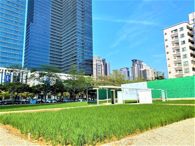 绿油油的稻浪目前已完成收割，栽种期间曾是台中七期水泥丛林的惊艷亮点。（卢金足摄）