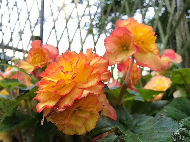 球根秋海棠特展 。(图/旅游经提供)