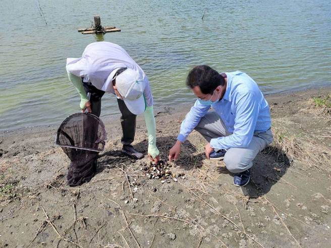 云林县文蛤受灾逾百公顷，损失1600余万元持续扩大中。（云林县政府提供／张朝欣云林传真）