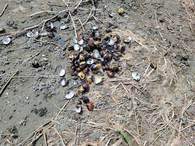 云林县文蛤受灾逾百公顷，损失1600余万元持续扩大中。（云林县政府提供／张朝欣云林传真）