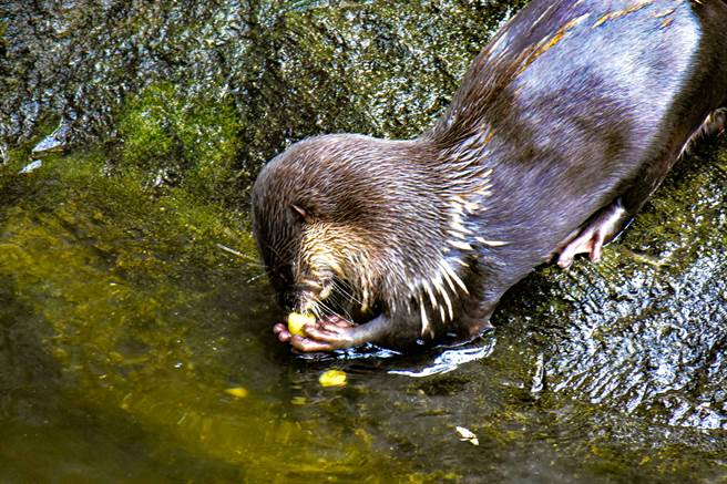 水獭开壳的模样好可爱