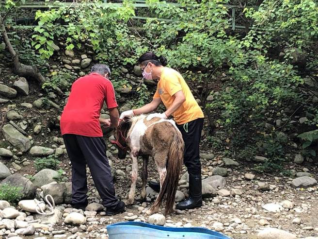 桃园市龟山区的春天农场疑似虐待饲养的马匹。（动社提供／林良齐台北传真）
