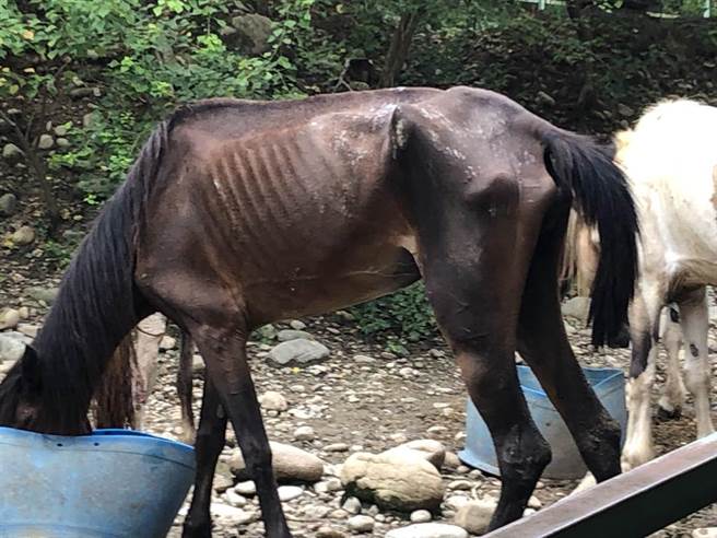 桃园市龟山区的春天农场疑似虐待饲养的马匹。（动社提供／林良齐台北传真）
