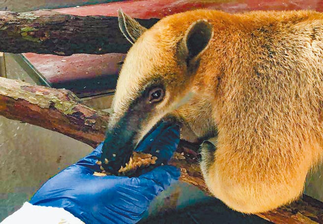 台北市立动物园1岁多的小食蚁兽「红豆」担负亲善大使的任务，10日中午抵达新加坡动物园。（台北市立动物园提供／游念育台北传真）