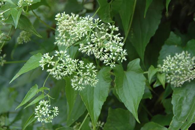 防除「绿癌」要及时，小花蔓泽兰防治月活动开跑。（图／林务局提供）