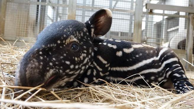 萌翻天啦 北市動物園馬來貘 貘莉 喜迎千金寶寶吸奶模樣超q 生活 中時