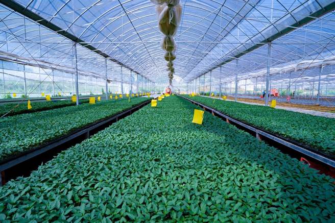 樟樹港辣椒是湖南省的特產之一。時椒香濃烈且明顯高於其他品種，清炒時皮肉不分離，清脆柔軟，獨具清香，口感佳，品質優良。（圖朱明甫攝）