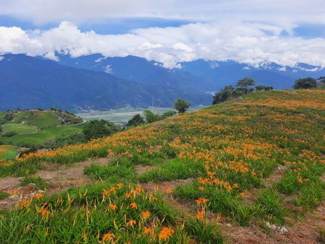 花莲六十石山金针花每年吸引游客上山赏花，14日起花季展开，警方派员执行交通管制措施。（玉里警分局提供／王志伟花莲传真）