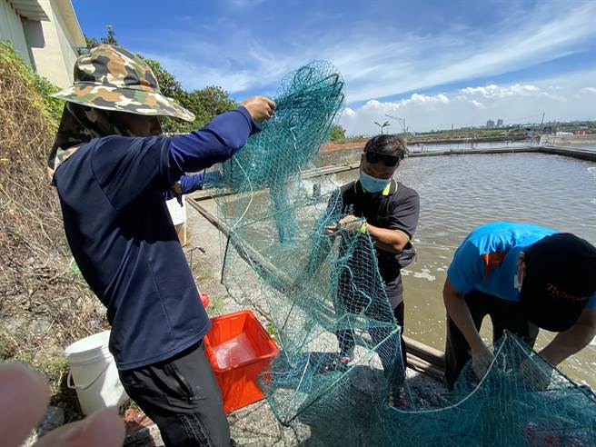 高科大选择在林边设立示范渔场，一方面结合益生菌养水方式建立优良水质的健康环境，相对减少用药情形，以此提升养殖技术；另一方面导入智能监控设备落实省水省电，实现永续养殖的目标。(图／高科大提供)