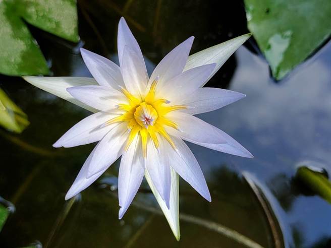 疫外休养生息花树银行蓝睡莲开花还养出超大田蚌 宝岛 中时