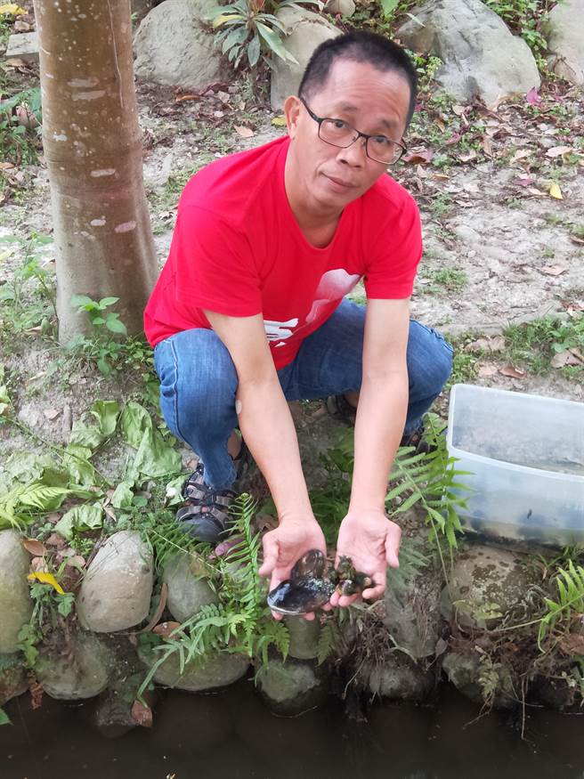 当年来访的社区友人带来的小田蚌苗，每颗都仅50元硬币大小。（郭俊银提供／谢琼云彰化传真）