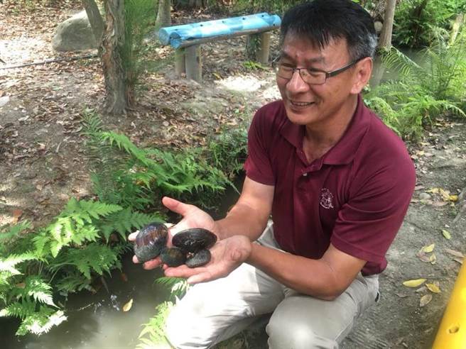 田蚌的生存环境对于水质要求很严苛，必须非常乾净没有污染，前年郭俊银将已放养3年多的田蚌从池中捞起，个头还不到现在的一半。（郭俊银提供／谢琼云彰化传真）
