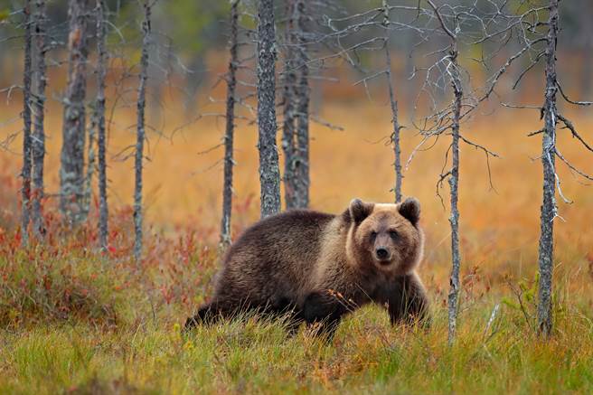 身价近千万美元的俄国地方议员芮金供称，他为赶走一头棕熊而不幸误杀一名男子。（达志影像／Shutterstock）