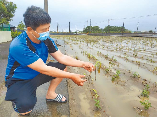 云林县农损全国第1，农民看着玉米泡水烂根，表示天灾加人祸，让农业也烂了。（本报资料照片）