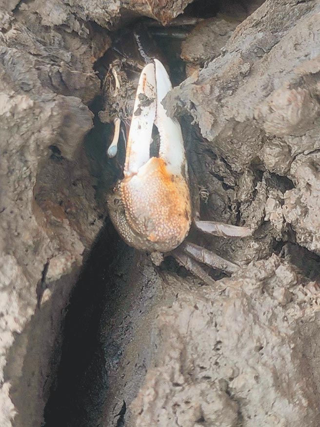 「台湾招潮蟹」现身云林县麦寮乡浊水溪出海口溼地，地方展开记录保育。（麦仔簝文化协会提供／张朝欣云林传真）