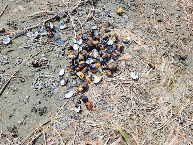 云林县文蛤受灾逾百公顷，损失1600余万元且持续扩大中。（云林县政府提供／张朝欣云林传真）