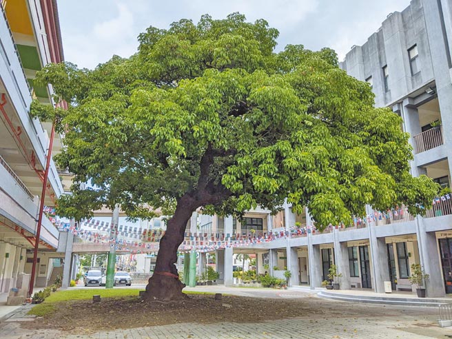凤山区曹公国小百年茄苳树「曹公巨树」获选为2021年「全国最美校树」优等。（曹明正摄）