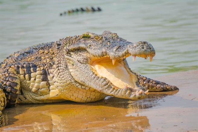 印度一名妇女日前遭巨鱷袭击，情急之下使出「插眼」绝招戳爆鱷鱼眼睛，才成功将其打退。（示意图／达志影像）