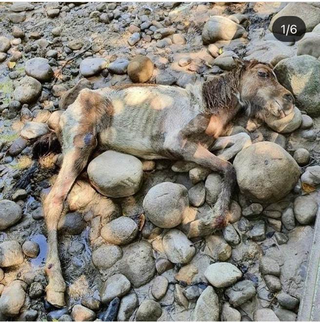 桃園春天農場幼馬，瘦成皮包骨、奄奄一息，倒地不起。(台灣防止虐待動物協會提供／蔡依珍桃園傳真)