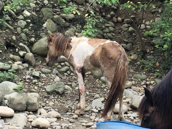 瘦弱、渾身是傷的小馬，精神與活動力極差。(台灣防止虐待動物協會提供／蔡依珍桃園傳真)