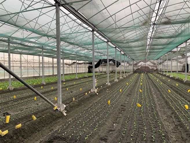 本周彰化、雲林及嘉義等中南部主要蔬菜產區天氣轉晴，農民已陸續復耕。（農委會提供／林良齊台北傳真）