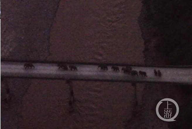 8月8日傍晚，北迁野生亚洲象群通过元江大桥返回传统栖息地。（上游新闻／云南森林消防总队）